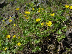 Potentilla gelida