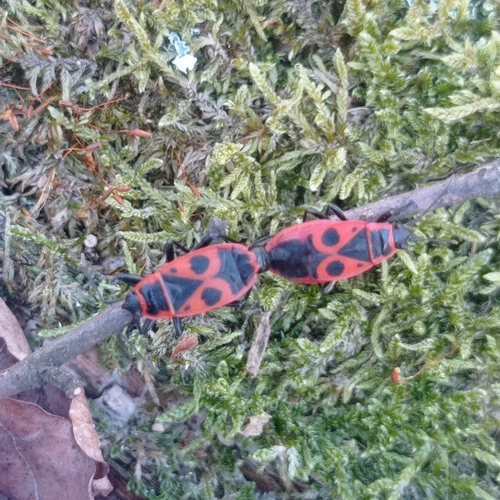 European Firebug