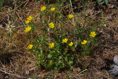 Potentilla gelida