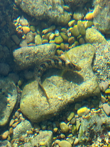 Salaria pavo