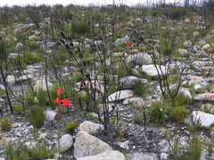 Tritoniopsis triticea