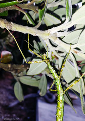 Acanthoxyla geisovii