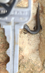 Batrachoseps gavilanensis