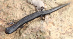 Batrachoseps gavilanensis