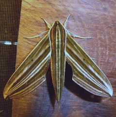 Xylophanes titana
