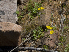 Potentilla gelida