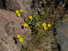 Potentilla gelida
