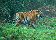 Panthera tigris tigris