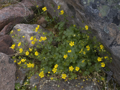 Potentilla gelida