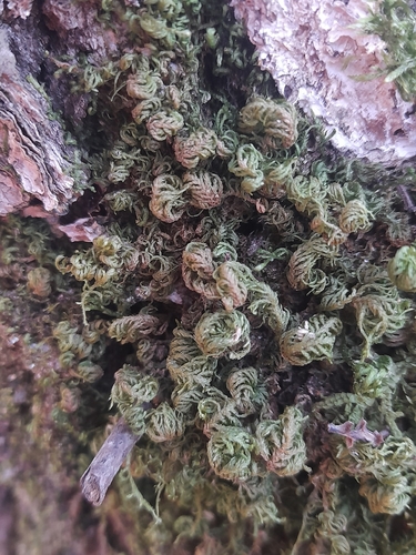 Prince-of-Wales Feather-moss (Leptodon smithii)