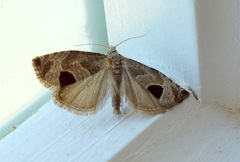 Notocelia uddmanniana