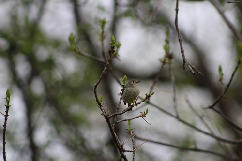 Ruby-crowned Kinglet photographed in North Dakota