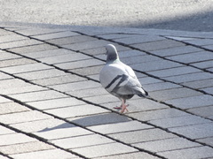 Columba livia domestica