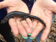 Ambystoma 'unisexual complex'