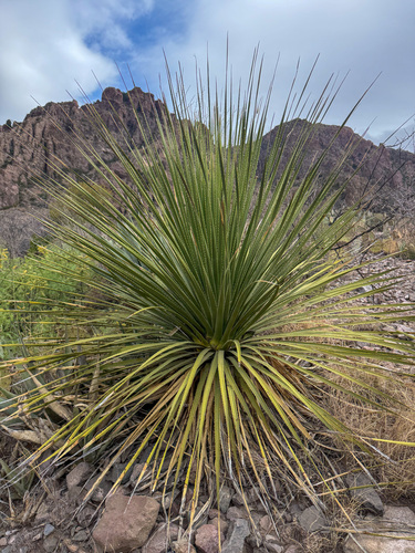 Smooth Sotol (Dasylirion leiophyllum)
