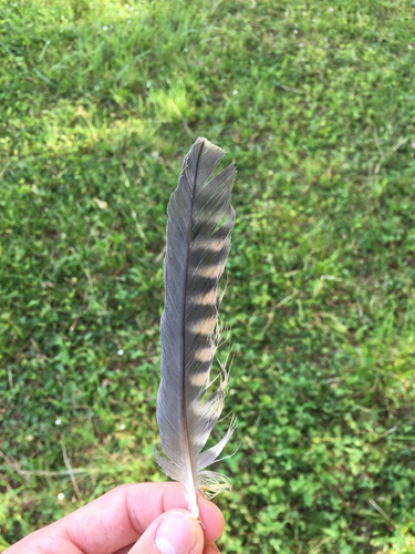 Plume de Faucon hobereau