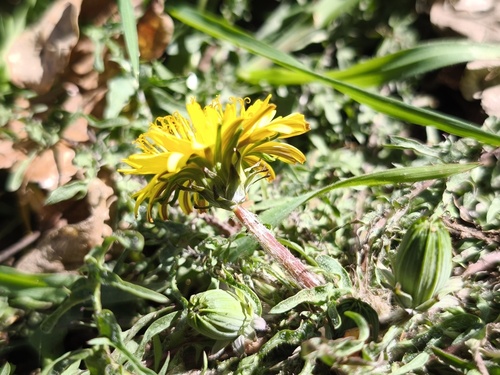 twisted-lobed dandelion (Taraxacum tortilobum)