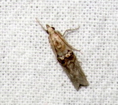 Nephopterix angustella