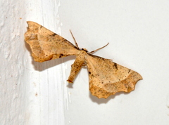 Artiora evonymaria