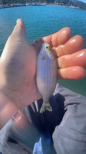 Sarpa salpa