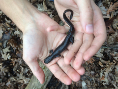 Ambystoma 'unisexual complex'