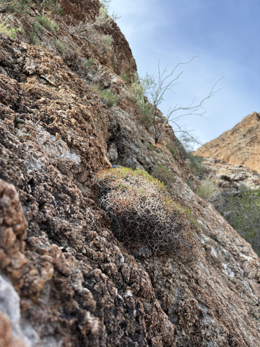 Heermann's buckwheat (Eriogonum heermannii)