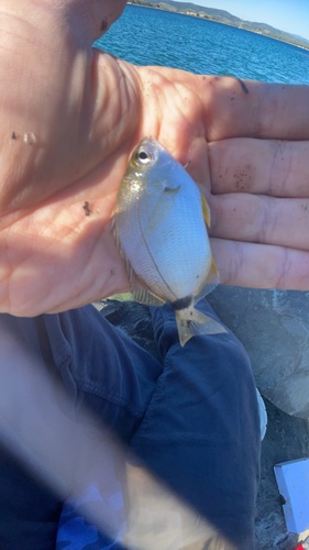 Diplodus annularis