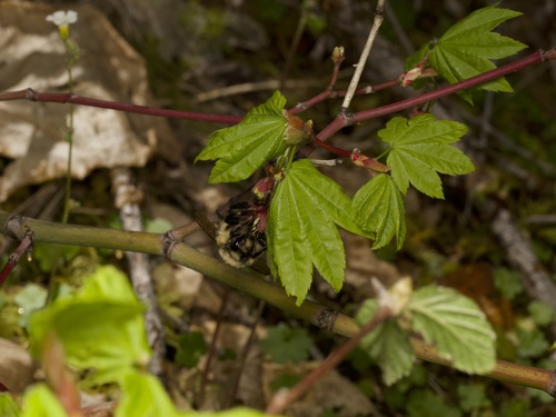 Vine Maple (Acer circinatum)