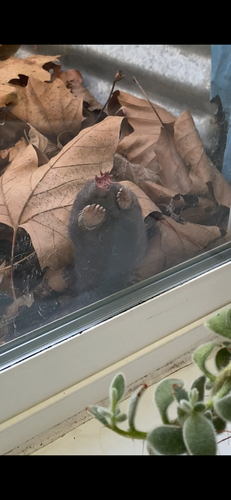 Star-nosed Mole observed by sophia77687