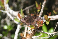 Ephyriades brunnea