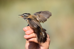 Acrocephalus melanopogon