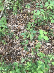 Aesculus glabra arguta