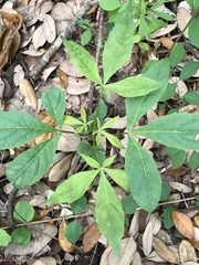 Aesculus glabra arguta