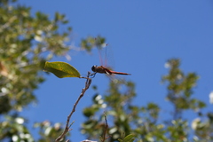 Tramea insularis