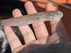 Highfin Goby photo 3