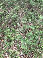 Aesculus glabra arguta