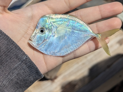 Atlantic moonfish (Selene setapinnis) — Carangidae — 3