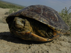 Mauremys caspica