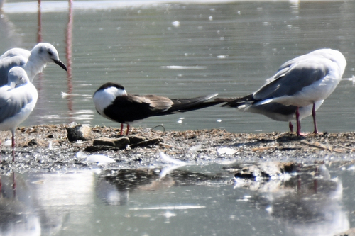 iNaturalist image