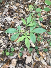 Aesculus glabra arguta