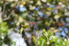 Tramea insularis