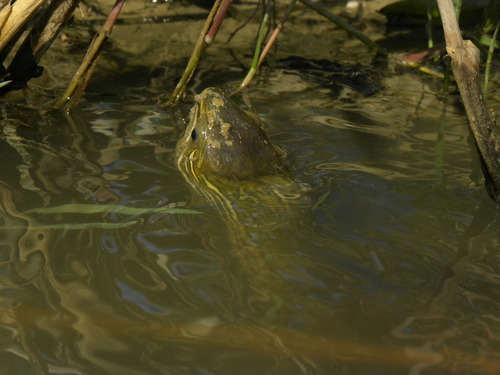 Caspian Turtle