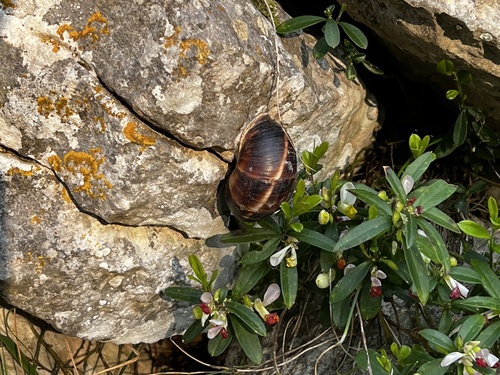 Helix lucorum