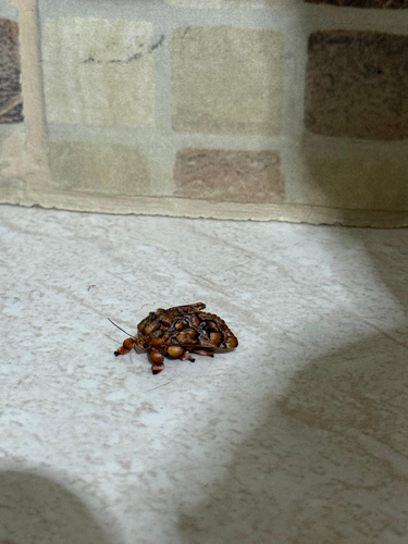 Monkey Slug Moth
