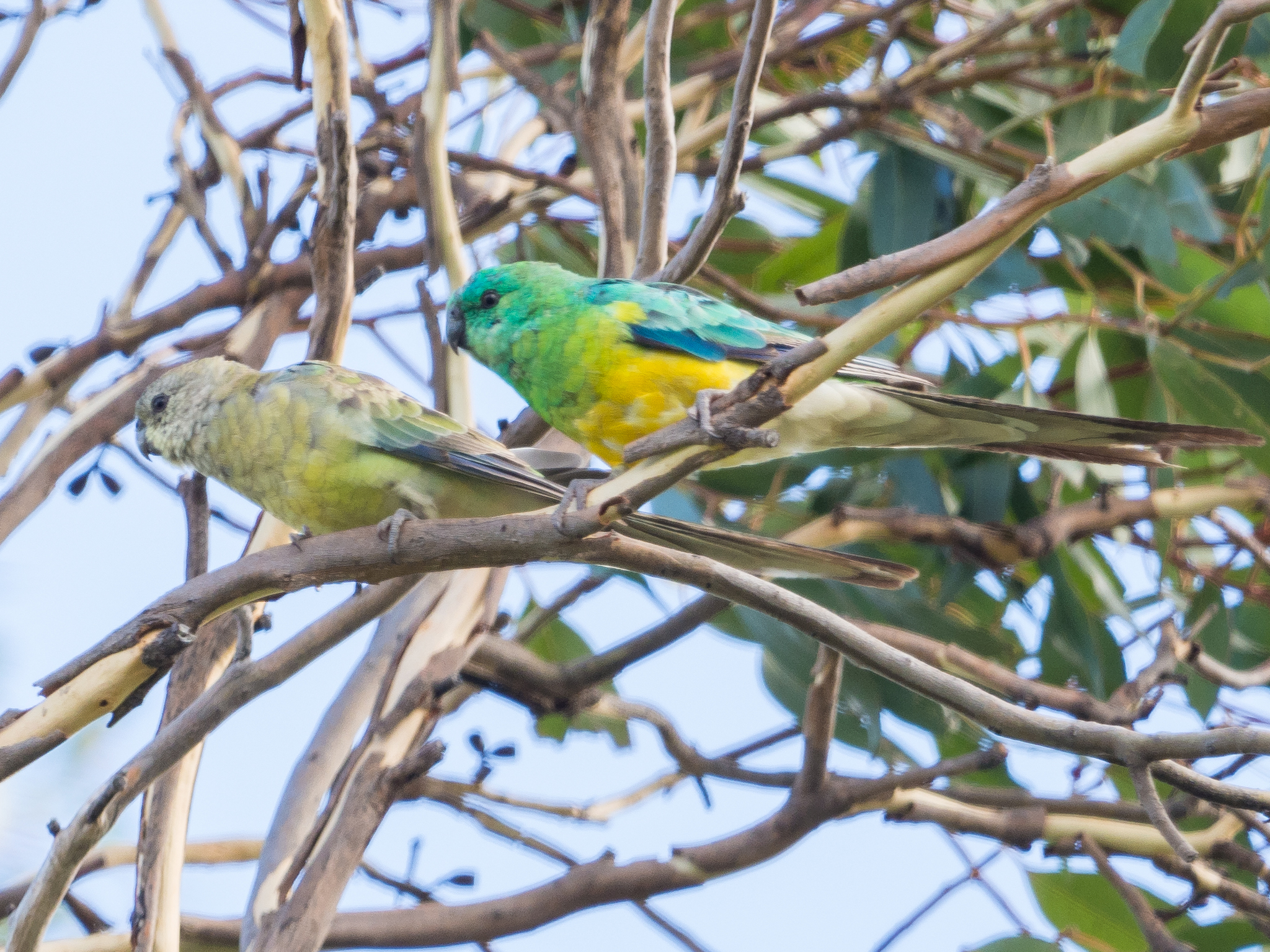 Red-rumped Parrot (Psephotus haematonotus)