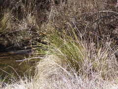 Juncus effusus austrocalifornicus