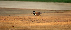 Vanellus indicus