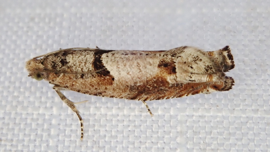 Pseudexentera sepia