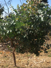 Eucalyptus goniocalyx