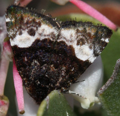Annaphila divinula